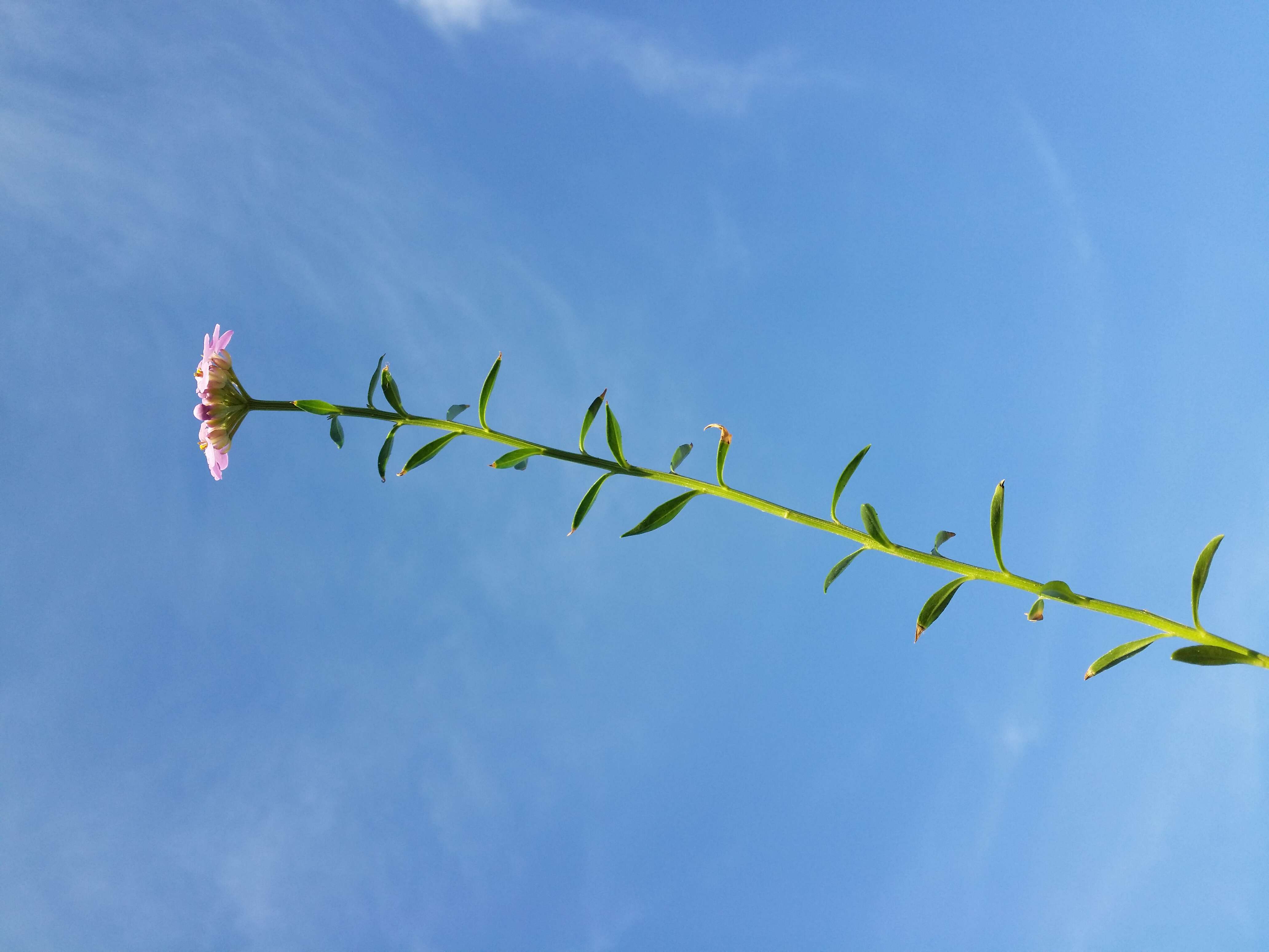 Plancia ëd Iberis umbellata L.