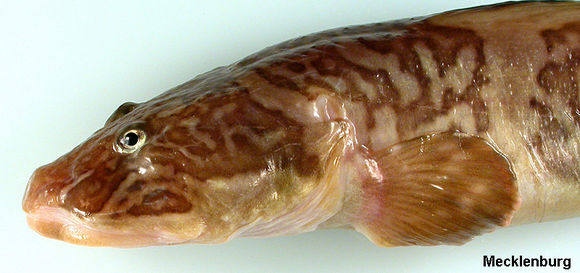 Image of Marbled Eelpout