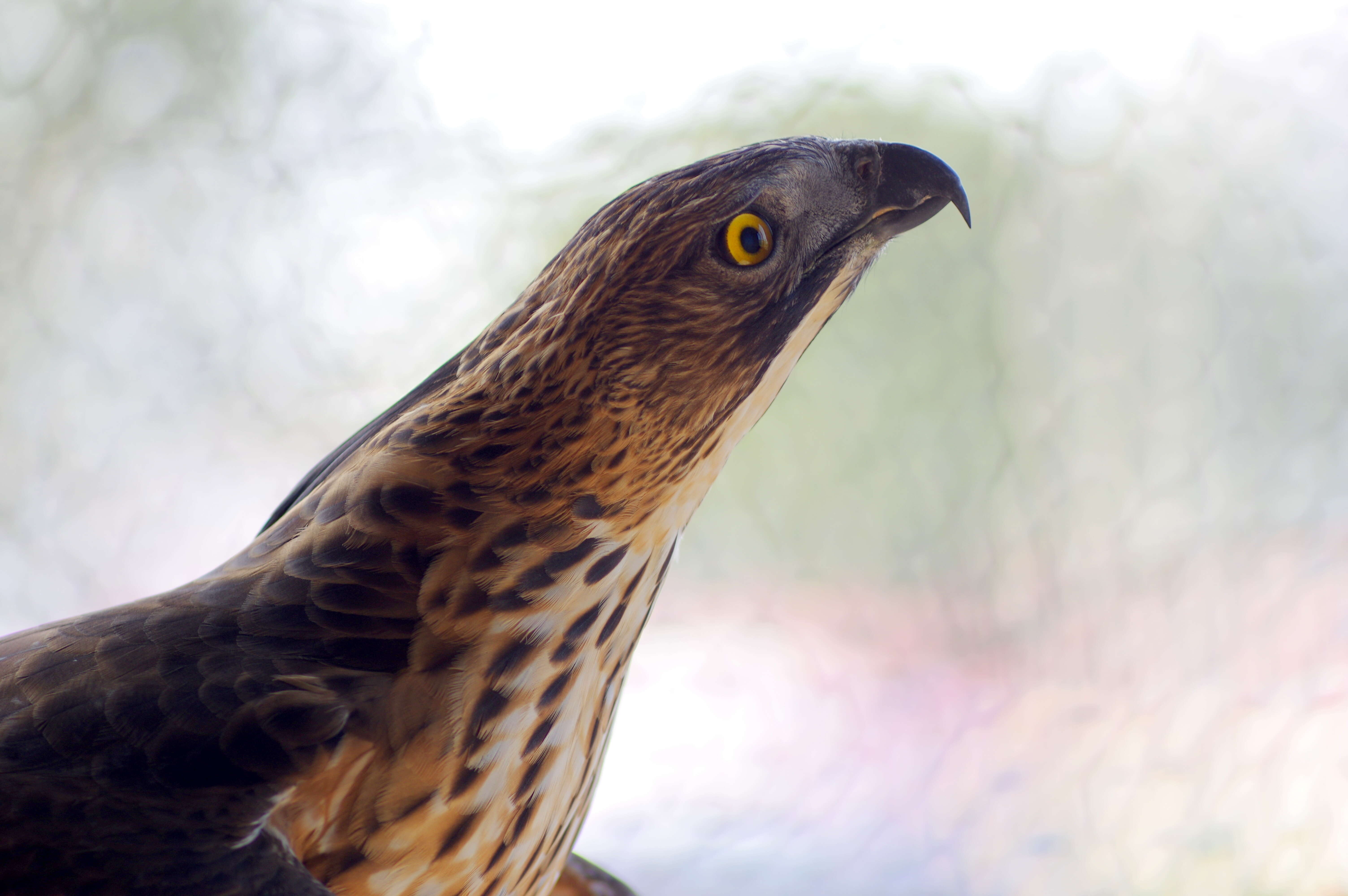 Image of Mindanao Hawk-eagle