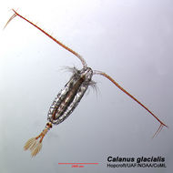 Image of Calanus glacialis Jaschnov 1955