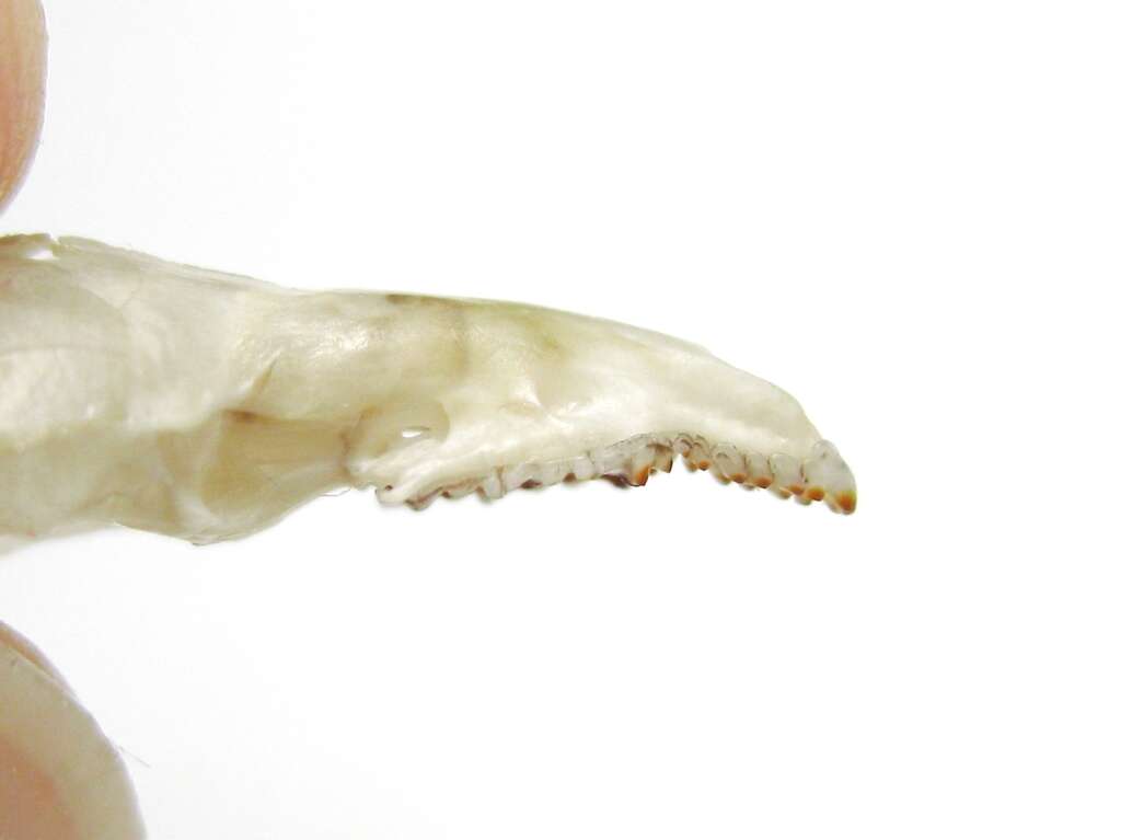 Image of Caucasian Pygmy Shrew