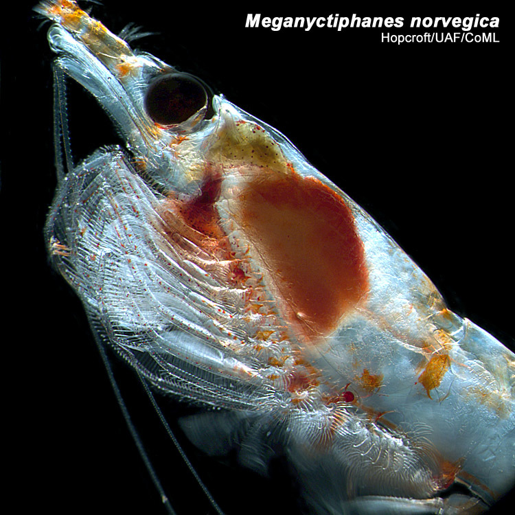 Image of Meganyctiphanes Holt & Tattersall 1905