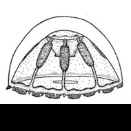 Image of Botrynema ellinorae (Hartlaub 1909)