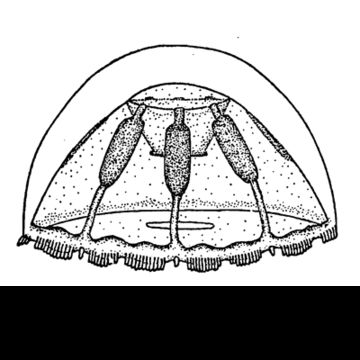 Слика од Botrynema ellinorae (Hartlaub 1909)