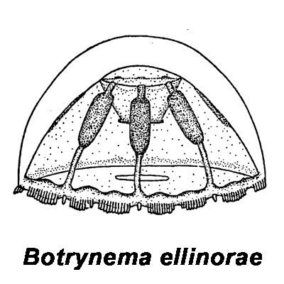 Слика од Botrynema ellinorae (Hartlaub 1909)