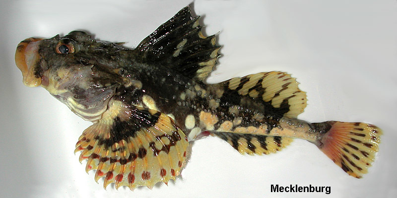 Image of stellate sculpin