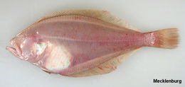 Image of Bering flounder