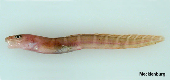 Image of Polar Eelpout