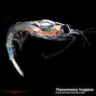 Image of Thysanoessa longipes Brandt 1851