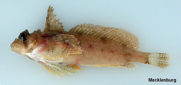 Image of Eyeshade Sculpin