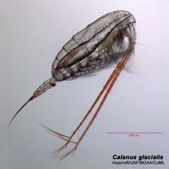 Image of Calanus glacialis Jaschnov 1955