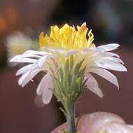 Image of smallhead aster