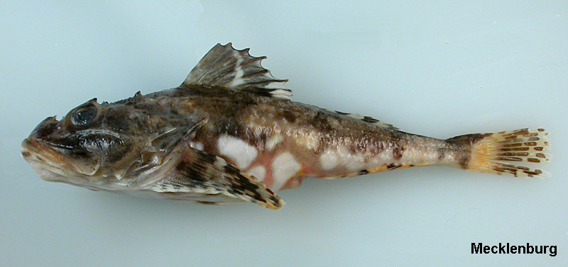 Image of stellate sculpin