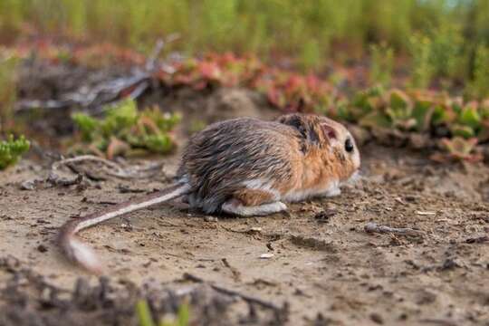 Image of San Quintin kangaroo rat