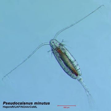 صورة Pseudocalanus Boeck 1872