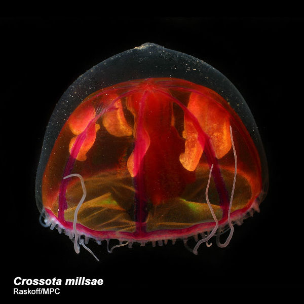 Image of Crossota millsae Thuesen 2003