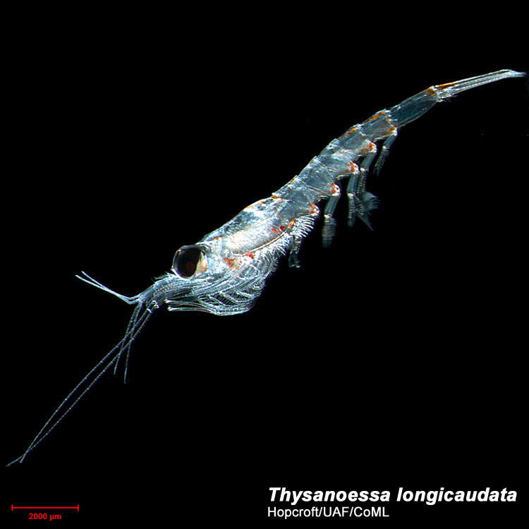 Image de Thysanoessa longicaudata (Krøyer 1846)