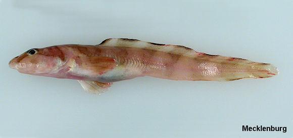 Image of Marbled Eelpout