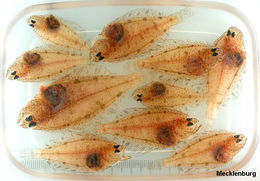 Image of Bering flounder