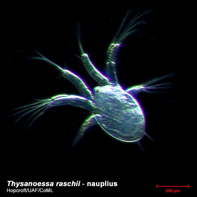 Image of Thysanoessa raschii (M. Sars 1864)