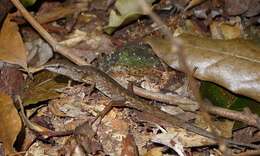 Image of Border Ranges Shadeskink