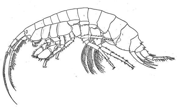 Image of <i>Gammarus wilkitzkii</i>