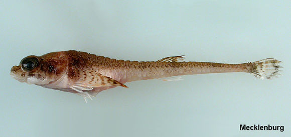 Image of Arctic Alligatorfish