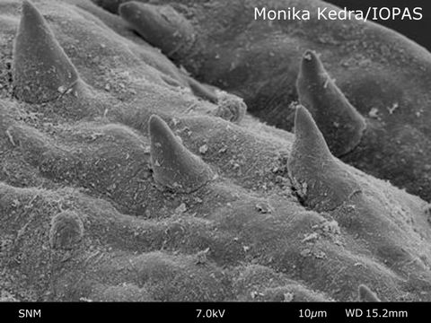 Image of Nephasoma (Nephasoma) lilljeborgi (Danielssen & Koren 1880)