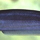 Image of Dalhousie Catfish