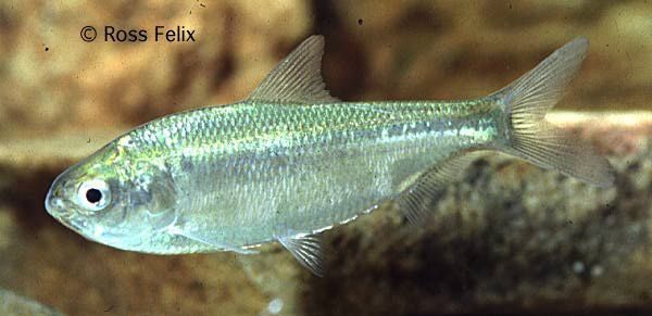 Image of Bony Bream