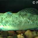 Plancia ëd Chlamydogobius micropterus Larson 1995