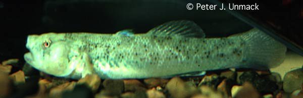 Plancia ëd Chlamydogobius micropterus Larson 1995