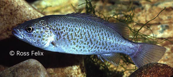 Image of Spangled Perch