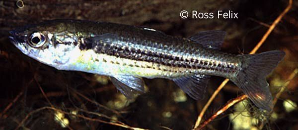 Image of Dalhousie Hardyhead