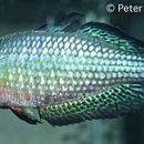 Image of Desert Rainbowfish