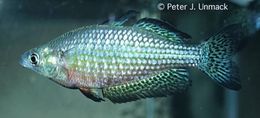 Image of Desert Rainbowfish