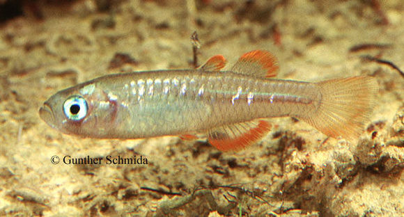 Image de Scaturiginichthys