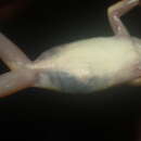 Image of Nimba Reed Frog