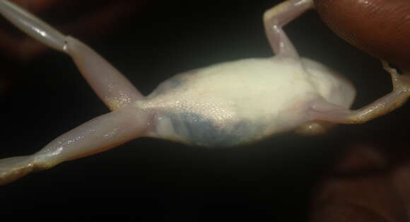 Image of Nimba Reed Frog