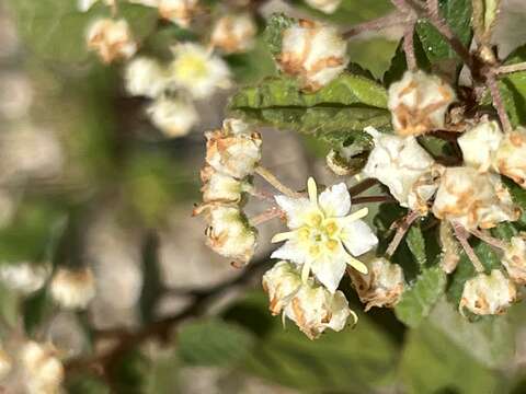 Слика од Commersonia apella C. F. Wilkins