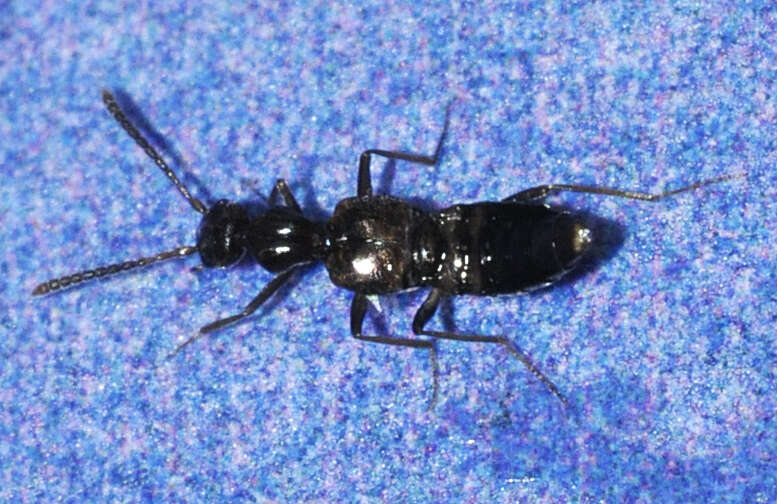 Image of Rove beetle