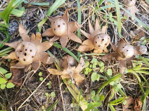 Image de Myriostoma coliforme (Dicks.) Corda 1842