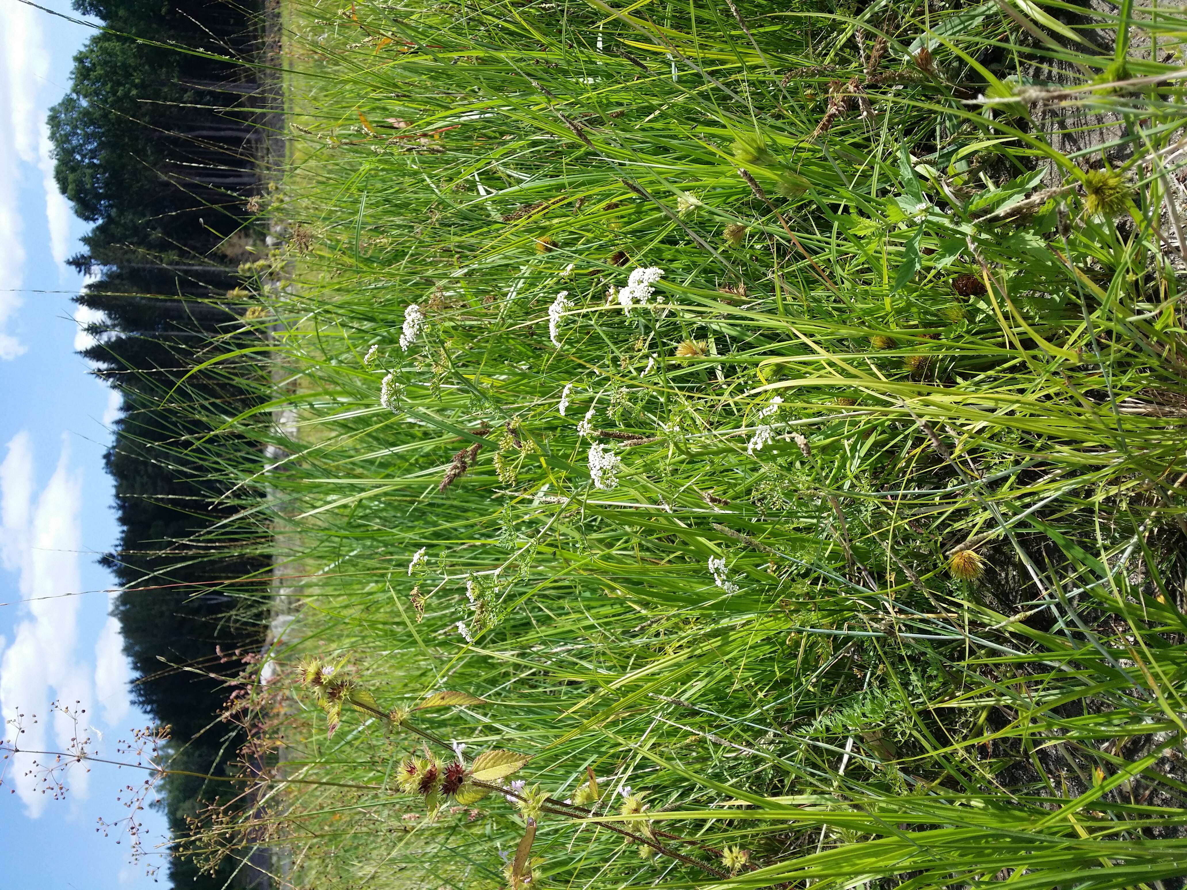 Image of Fine-leaved Water-dropwort