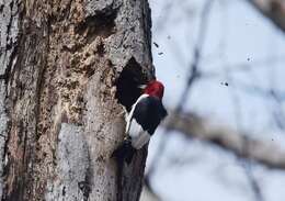 Image of Red-headed Woodpecker