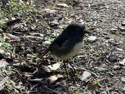 Image of New Zealand Robin