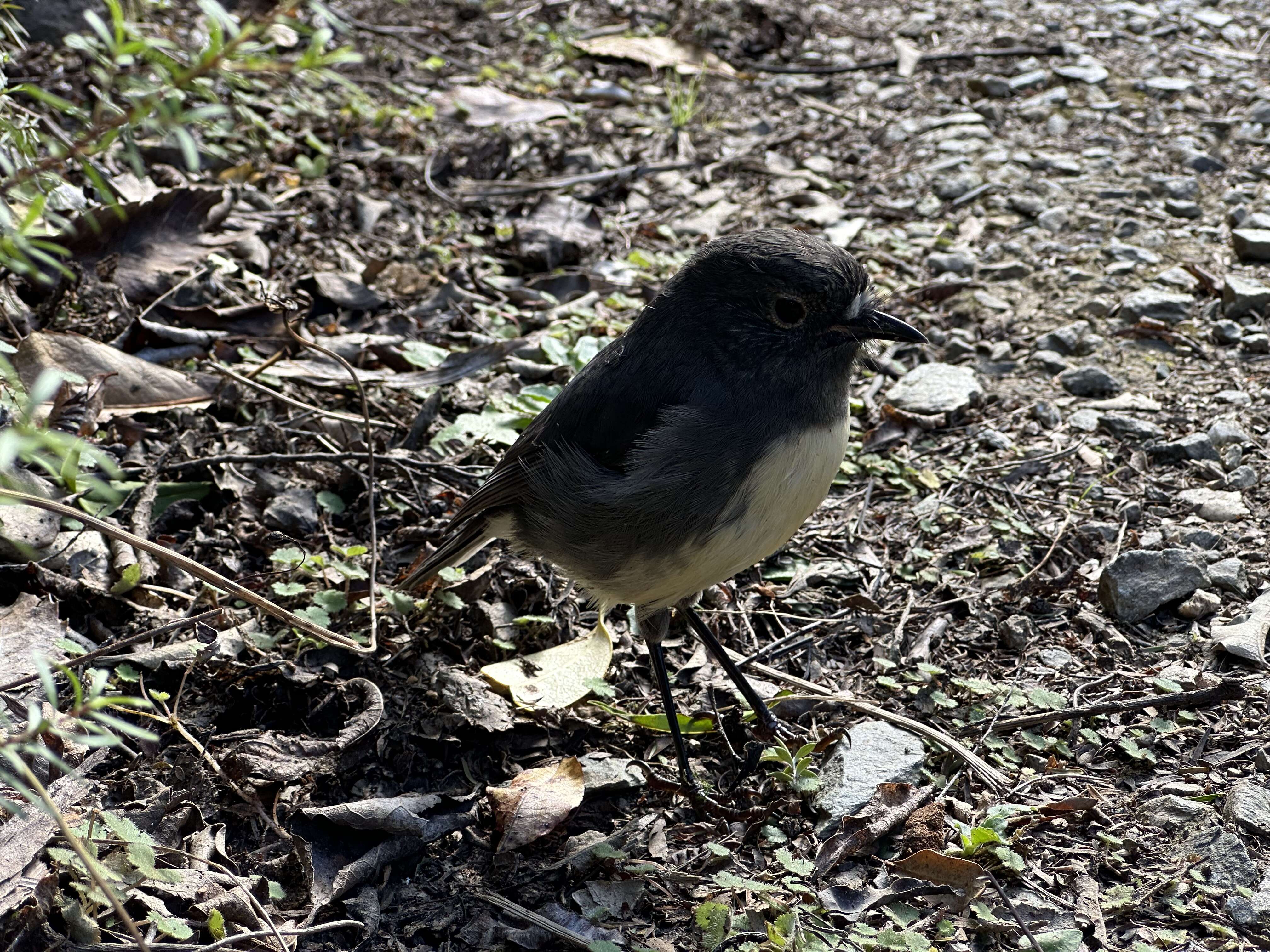 Image of New Zealand Robin