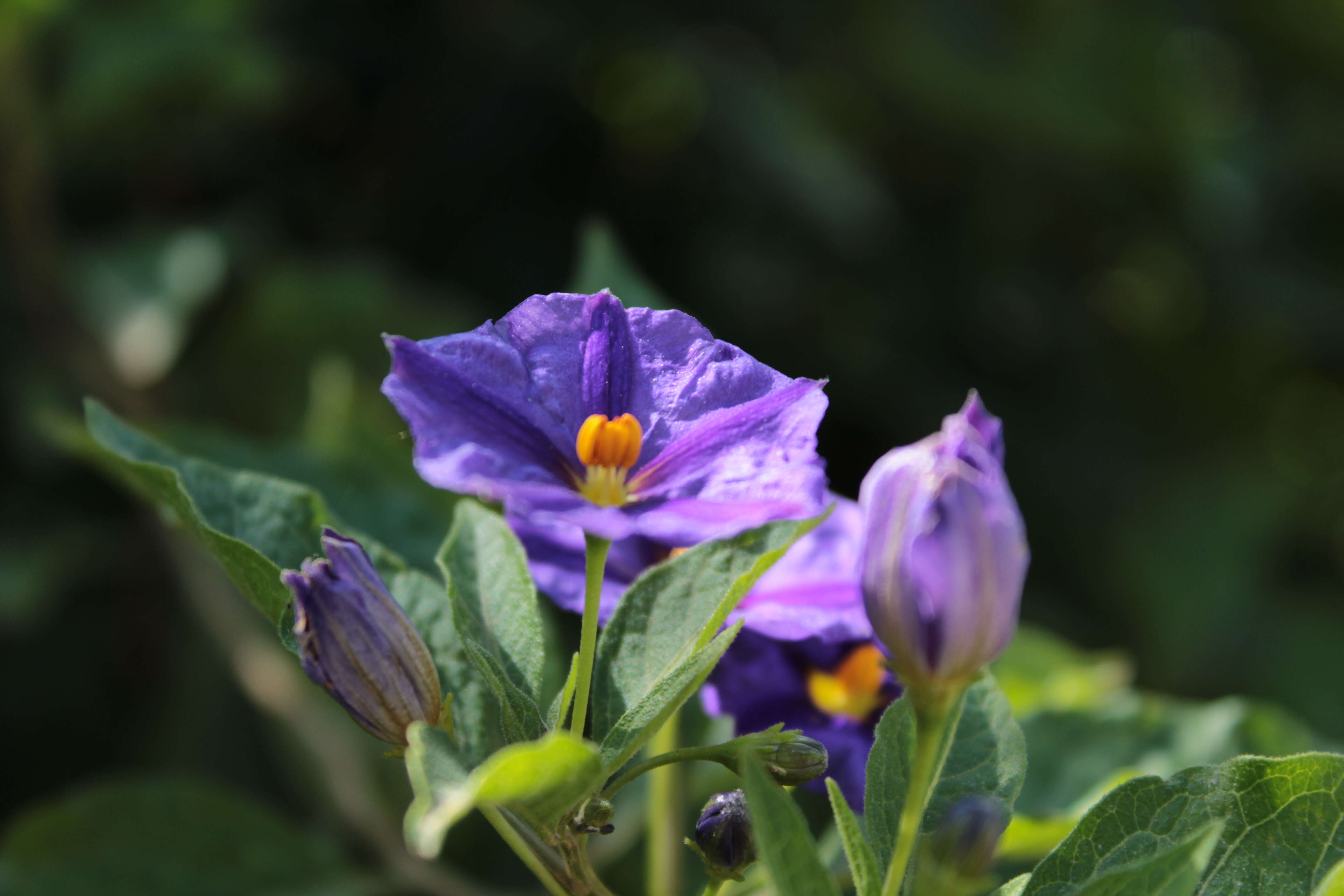 Image of Blue Potato Bush