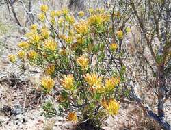 Image of Pteronia paniculata Thunb.