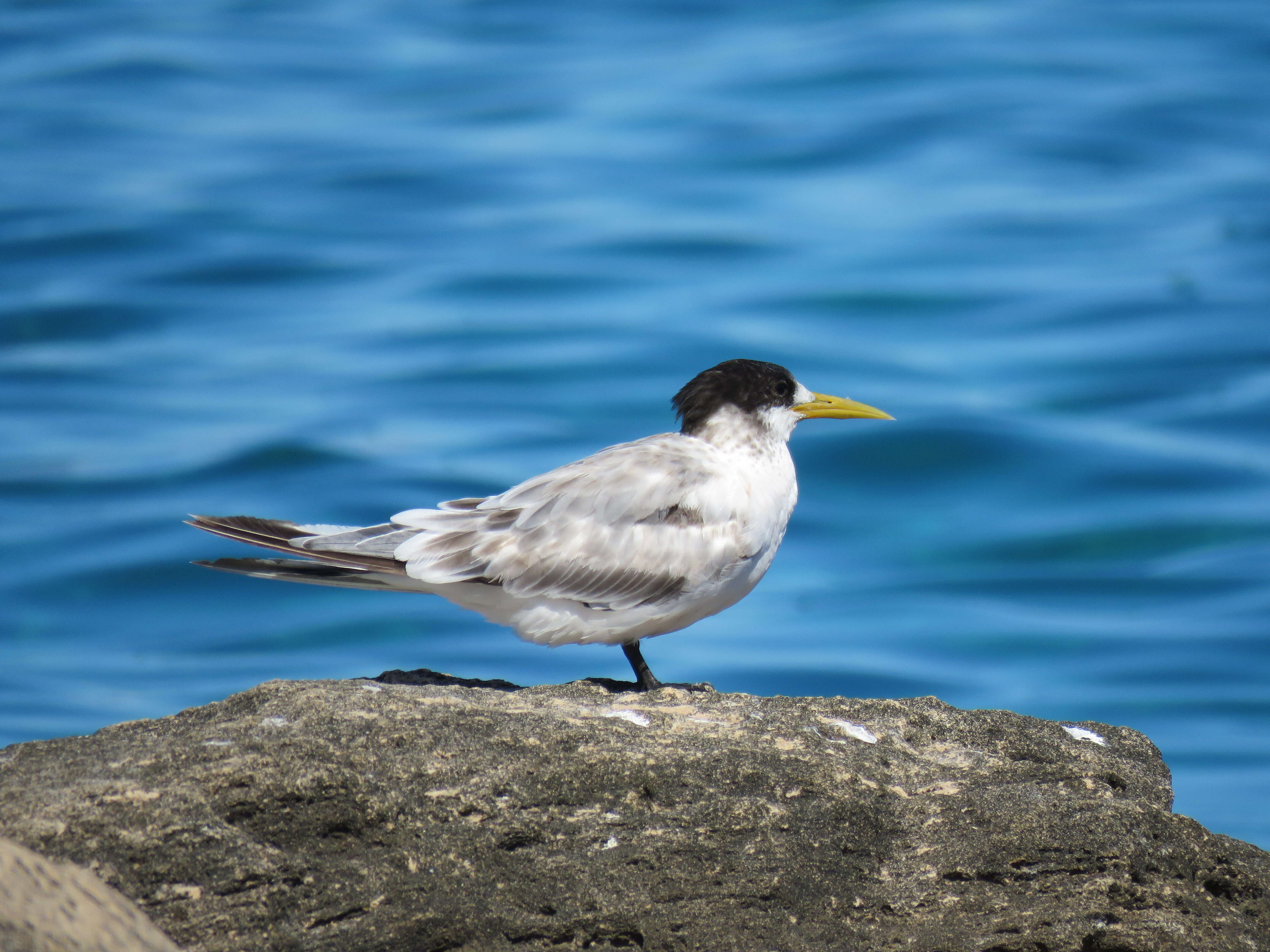 Image of Crested Tern