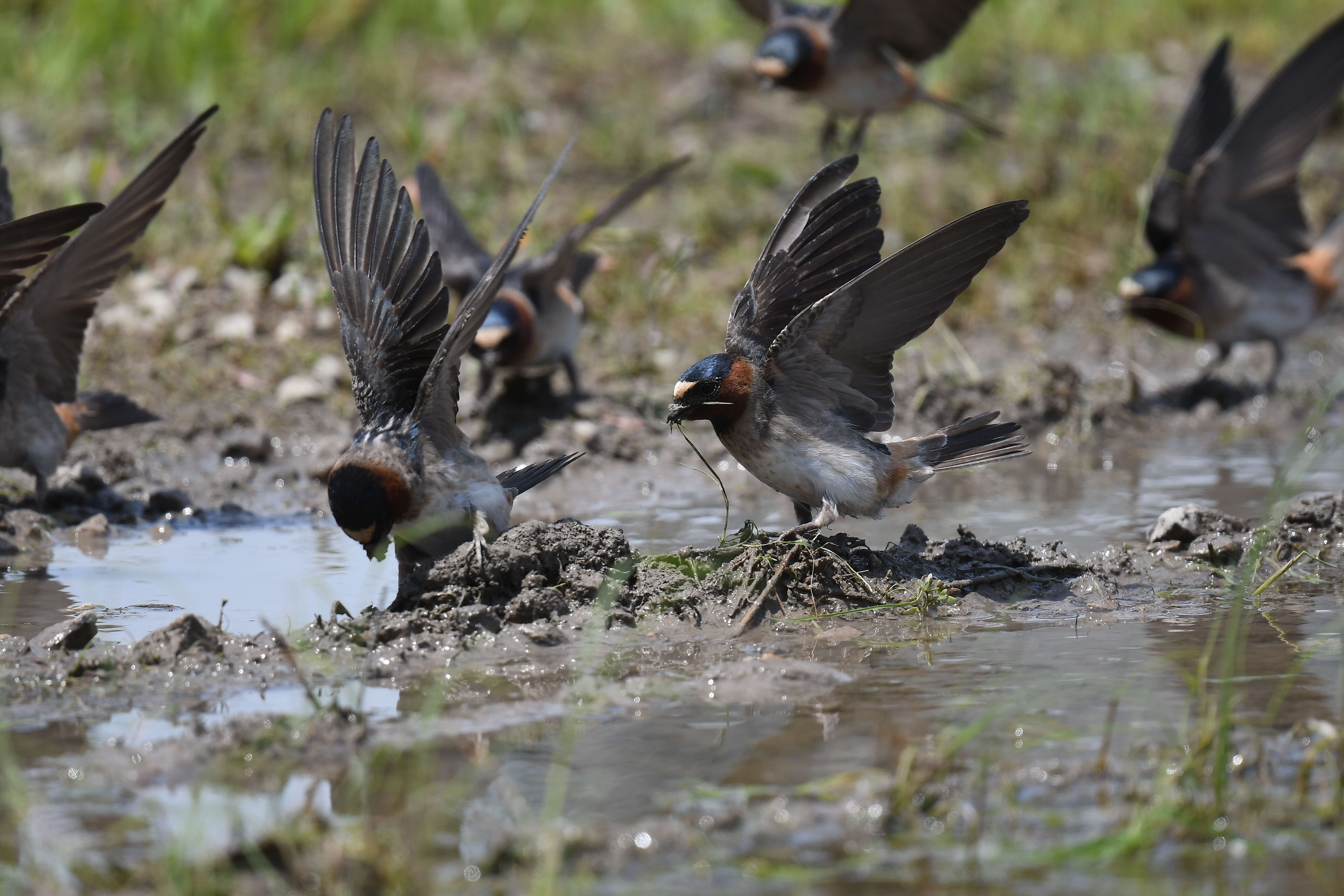 Image of American Cliff Swallow